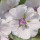 Althea