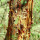 Amburana-Baum