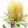 Banksia Australis