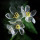 Blumen-Skelett