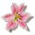Alstromeria