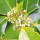 Blume Stechpalme