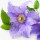 Clematis